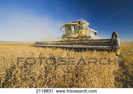 Stock Image - Field Pea Harvest; Ponteix Saskatchewan Canada. Fotosearch