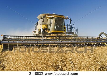 Stock Image - Field Pea Harvest; Ponteix Saskatchewan Canada. Fotosearch
