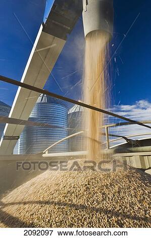 Stock Photo - Field Peas Being Augered Into A Farm Truck For Shipping; Ponteix Saskatchewan Canada. Fotosearch