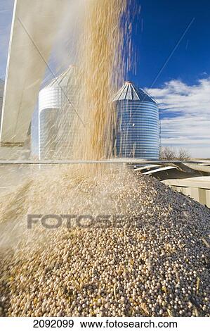 Stock Photo - Field Peas Being Augered Into A Farm Truck For Shipping; Ponteix Saskatchewan Canada. Fotosearch