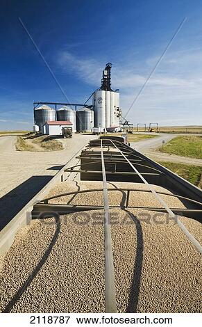 Stock Photo - Field Peas In A Farm Truck Being Transported To An Inland Grain Terminal; Swift Current Saskatchewan Canada. Fotosearch