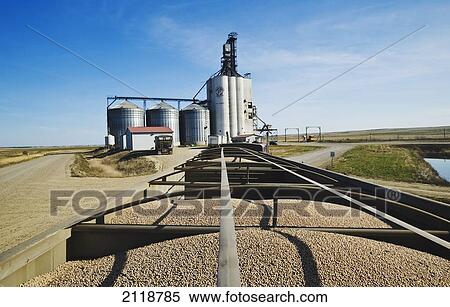 Stock Photography - Field Peas In A Farm Truck Being Transported To An Inland Grain Terminal; Swift Current Saskatchewan Canada. Fotosearch