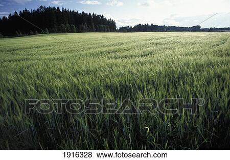 Stock Photo - Field With Crop. Fotosearch