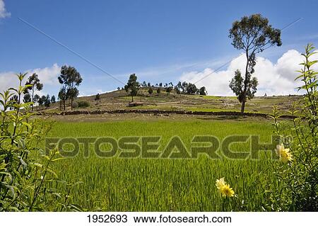 Field with crops, Jatun Yampara Indigenous Community, Chuquisaca Department, Bolivia View Large Photo Image Stock Image - Field with crops, Jatun Yampara Indigenous Community, Chuquisaca Department, Bolivia. Fotosearch