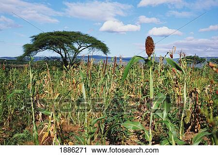 Stock Image - Field With Crops Of Red Sorgham, Millet, Maize And Cow Peas. Fotosearch