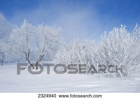 Stock Image - Field with frost-covered trees near Estevan; Saskatchewan, Canada. Fotosearch