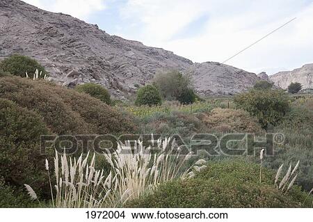 Fields By The Loa River, Lasana, Antofagasta Region, Chile View Large Photo Image Picture - Fields By The Loa River, Lasana, Antofagasta Region, Chile. Fotosearch