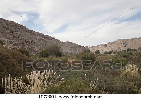 Stock Image - Fields By The Loa River, Lasana, Antofagasta Region, Chile. Fotosearch