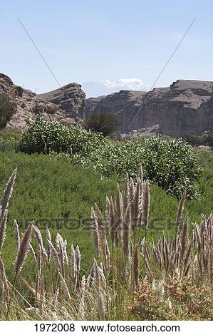 Fields By The Loa River, Lasana, Antofagasta Region, Chile View Large Photo Image Stock Photo - Fields By The Loa River, Lasana, Antofagasta Region, Chile. Fotosearch