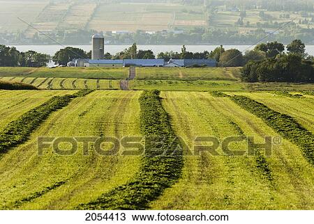 Stock Image - Fields, Farm And St. Lawrence River, Saint Michel De Bellechasse, Chaudiere Appalaches Region, Quebec.. Fotosearch