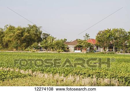 Fields near Cawas village, Klaten, Central Java, Indonesia View Large Photo Image Stock Photo - Fields near Cawas village, Klaten, Central Java, Indonesia. Fotosearch