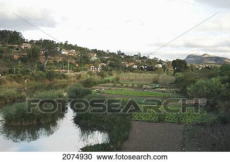 Fields Near Fianarantsoa, Madagascar View Large Photo Image Stock Image - Fields Near Fianarantsoa, Madagascar. Fotosearch