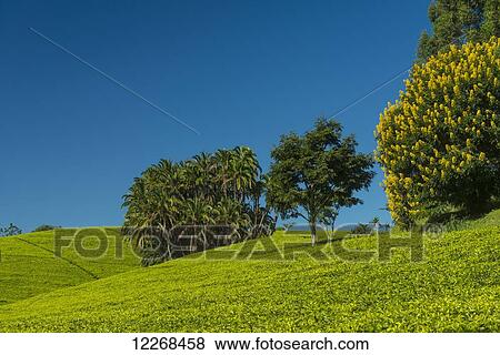 Stock Photo - Fields of tea bushes with palm trees and a Winter Cassia (yellow flowering tree), Satemwa Tea Estate; Thyolo, Malawi. Fotosearch