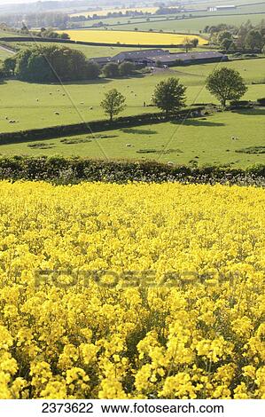 Stock Image - Fields of yellow rapeseed and sheep grazing; Kingston Deverill, West Wiltshire, England. Fotosearch