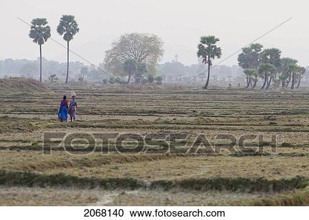 Stock Image - Fields, Rajgir, Bihar, India. Fotosearch