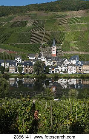 Stock Image - Fields, vineyards and a village on the edge of a river in Mosel valley; Zell, Rhineland-Palatinate, Germany. Fotosearch
