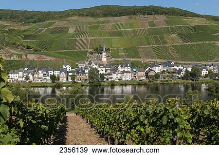 Fields, vineyards and a village on the edge of a river in Mosel valley; Zell, Rhineland-Palatinate, Germany View Large Photo Image Stock Photo - Fields, vineyards and a village on the edge of a river in Mosel valley; Zell, Rhineland-Palatinate, Germany. Fotosearch