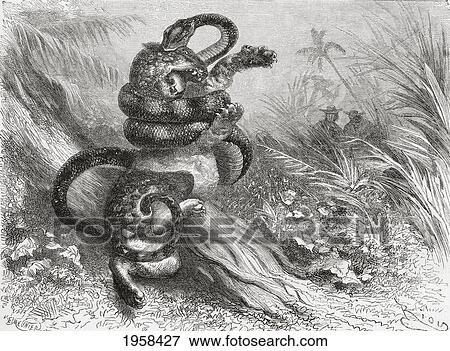 Stock Photo - Fight Between A Jaguar And A Boa. From El Mundo En La Mano Published 1875.. Fotosearch