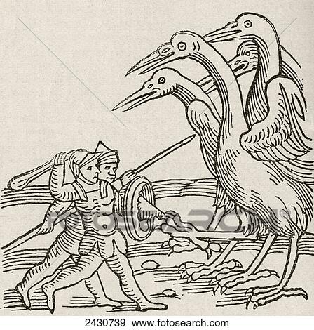Fight between Pygmies and Cranes. A story from Greek mythology. From The Strand Magazine published 1897. View Large Photo Image Stock Photo - Fight between Pygmies and Cranes. A story from Greek mythology. From The Strand Magazine published 1897.. Fotosearch