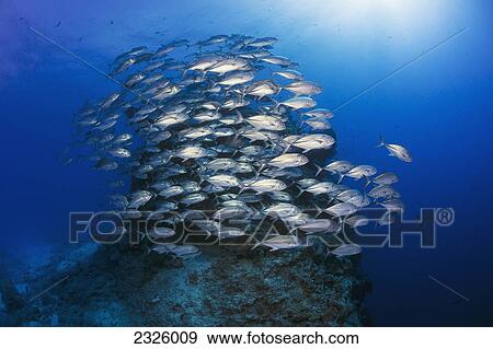 Fiji, A School Of Bigeye Jacks (Caranx Sexfasciatus) Congregate Around A Pinnacle At The Edge Of A Dropoff. View Large Photo Image Stock Photo - Fiji, A School Of Bigeye Jacks (Caranx Sexfasciatus) Congregate Around A Pinnacle At The Edge Of A Dropoff.. Fotosearch