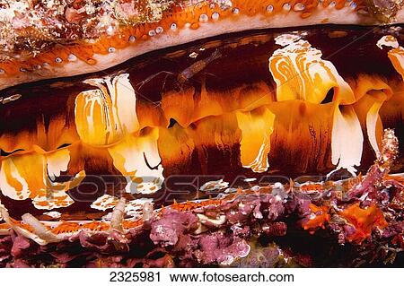 Stock Image - Fiji, A Shrimp On The Mantle Of A Spondylus, Or Thorny Oyster Shell (Sondylus Varians) A Bivalve Mollusk That Varies In Color.. Fotosearch