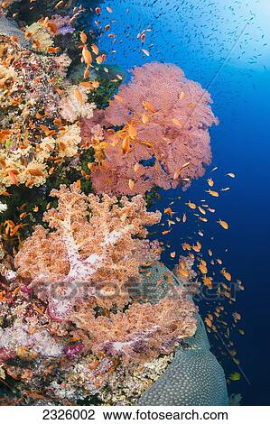 Stock Image - Fiji, Alconarian And Gorgonian Coral With Schooling Anthias.. Fotosearch