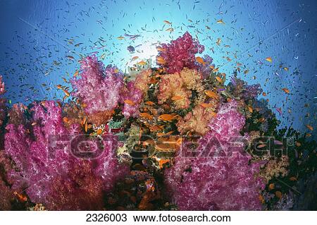 Fiji, Alconarian And Gorgonian Coral With Schooling Anthias. View Large Photo Image Stock Image - Fiji, Alconarian And Gorgonian Coral With Schooling Anthias.. Fotosearch