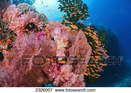 Fiji, Alconarian And Gorgonian Coral With Schooling Anthias. View Large Photo Image Stock Photo - Fiji, Alconarian And Gorgonian Coral With Schooling Anthias.. Fotosearch