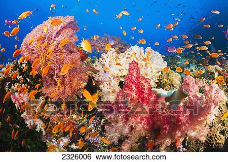 Fiji, Alconarian And Gorgonian Coral With Schooling Anthias. View Large Photo Image Stock Photograph - Fiji, Alconarian And Gorgonian Coral With Schooling Anthias.. Fotosearch