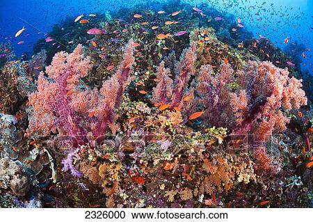 Stock Image - Fiji, Alconarian Coral With Schooling Anthias.. Fotosearch