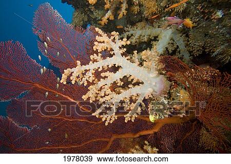 Stock Photo - Fiji, Alcyonarian and Gorgonian Coral; Bequ Lagoon. Fotosearch