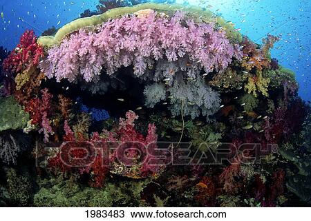 Stock Image - Fiji, Alcyonarian coral; Wakaya Island. Fotosearch