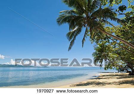Stock Photo - Fiji, Beach And Cocopalm Trees At Matangi Private Island Resort.. Fotosearch