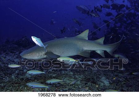 Stock Photo - Fiji, Bega Lagoon, Nurse Shark (Nebrius Ferrugineus) Near Ocean Floor.. Fotosearch