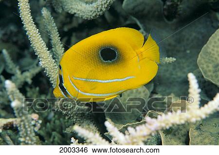 Stock Photograph - Fiji, Bennett's Butterflyfish (Chaetodon Bennetti) Side View. Fotosearch