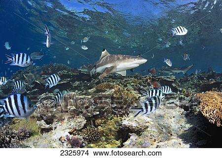 Picture - Fiji, Beqa Lagoon, Blacktip Reef Sharks (Carcharhinus Melanopterus) Cruise A Shallow Reef. Fotosearch