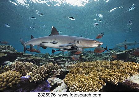 Fiji, Beqa Lagoon, Whitetip Reef Shark (Triaenodon Obesus). View Large Photo Image Stock Photograph - Fiji, Beqa Lagoon, Whitetip Reef Shark (Triaenodon Obesus).. Fotosearch