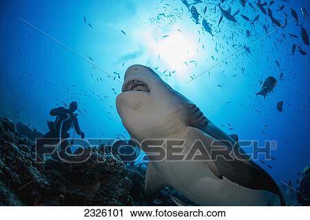 Fiji, Bequ Lagoon, Bull Shark (Carcharhinus Leucas) Swallowing The Head Of A Tuna Used For Bait. View Large Photo Image Stock Image - Fiji, Bequ Lagoon, Bull Shark (Carcharhinus Leucas) Swallowing The Head Of A Tuna Used For Bait.. Fotosearch