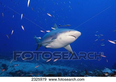 Stock Photo - Fiji, Bequ Lagoon, Bull Shark (Carcharhinus Leucas).. Fotosearch