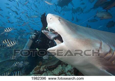 Fiji, Bequ Lagoon, Diver feeding a bull shark (Carcharhinus leucas) View Large Photo Image Stock Photograph - Fiji, Bequ Lagoon, Diver feeding a bull shark (Carcharhinus leucas). Fotosearch