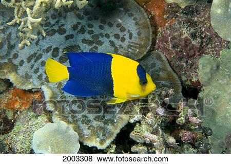 Stock Photo - Fiji, Bicolor Angelfish (Centropyge Bicolor) Side View, Close-Up. Fotosearch