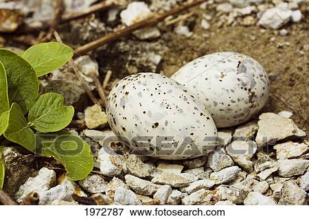 Stock Photo - Fiji, Black-Naped Tern Eggs, Sterna Sumatrana.. Fotosearch