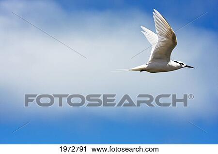Stock Image - Fiji, Black-Naped Tern, Sterna Sumatrana.. Fotosearch