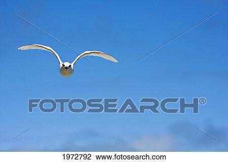 Stock Image - Fiji, Black-Naped Tern, Sterna Sumatrana.. Fotosearch