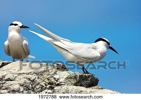 Fiji, Black-Naped Tern, Sterna Sumatrana. View Large Photo Image Stock Photo - Fiji, Black-Naped Tern, Sterna Sumatrana.. Fotosearch