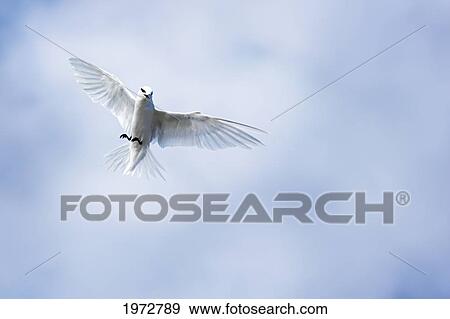 Fiji, Black-Naped Tern, Sterna Sumatrana. View Large Photo Image Stock Photo - Fiji, Black-Naped Tern, Sterna Sumatrana.. Fotosearch