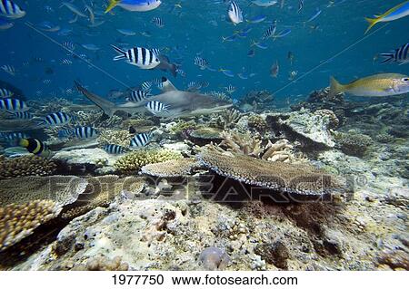 Fiji, Blacktip Reef Shark (Carcharhinus Melanopteres) and various reef fish; Beqa Lagoon View Large Photo Image Stock Image - Fiji, Blacktip Reef Shark (Carcharhinus Melanopteres) and various reef fish; Beqa Lagoon. Fotosearch
