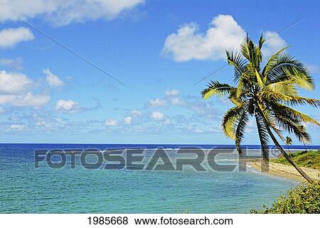Stock Photo - Fiji, Blue And Turquoise Ocean With Palm Tree And Sandy Beach.. Fotosearch