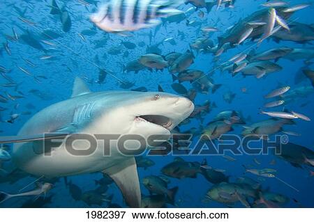 Fiji, Bull shark (Carcharhinus leucas) among school of fish; Bequ Lagoon View Large Photo Image Stock Photo - Fiji, Bull shark (Carcharhinus leucas) among school of fish; Bequ Lagoon. Fotosearch