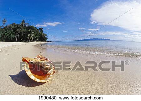 Stock Image - Fiji, Charonia Tritonis, A Triton's Trumpet Shell On Sandy Beach Beside Ocean. Fotosearch